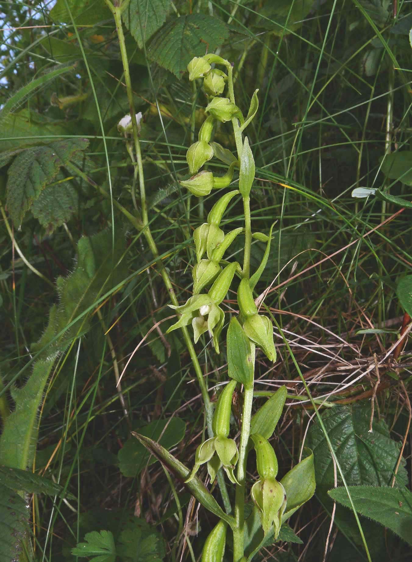 Epipactis phyllanthes v cambrensis